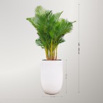 Cây Cau Vàng Nhật Bản Để Sàn