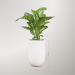 Cây Đại Niên Thanh Để Sàn