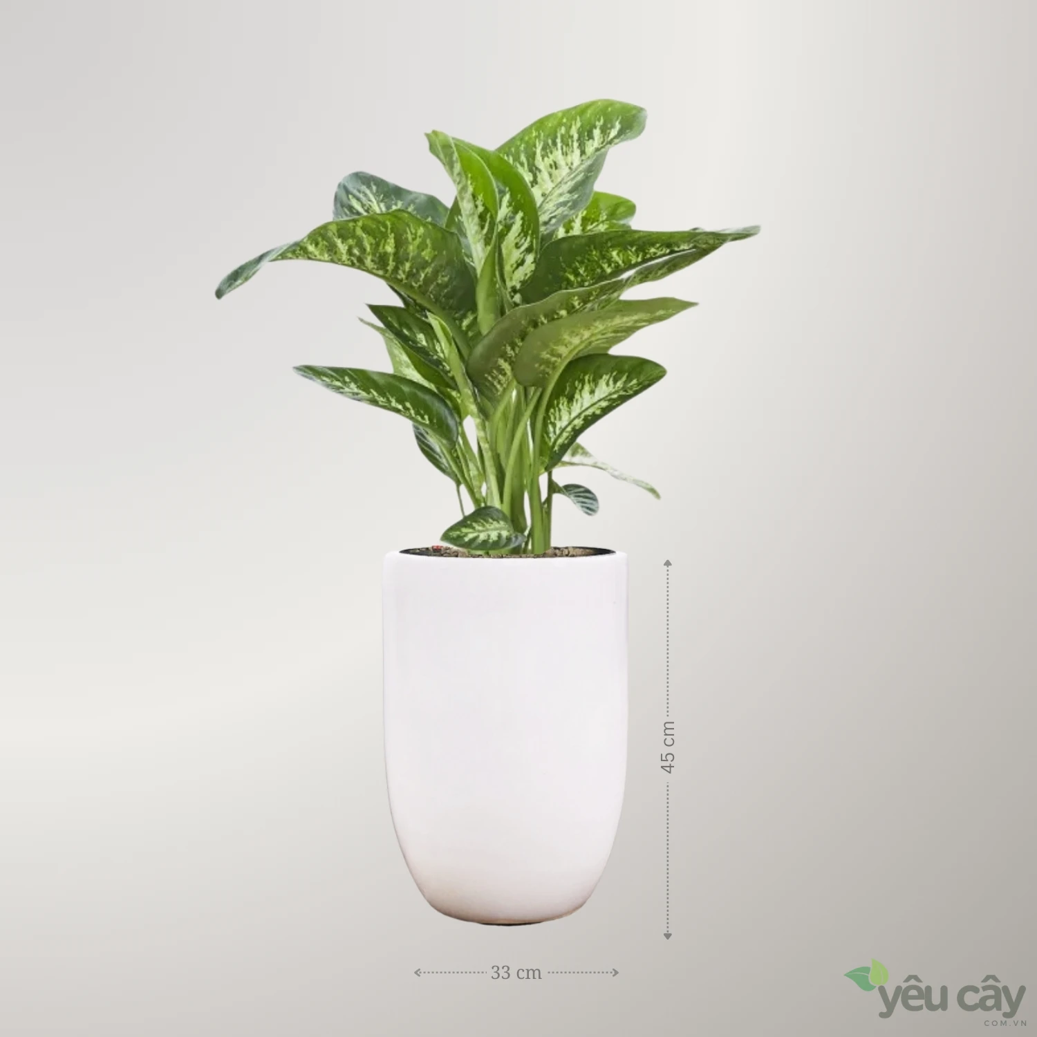 Cây Đại Niên Thanh Để Sàn