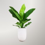 Cây Đại Phú Gia Để Sàn