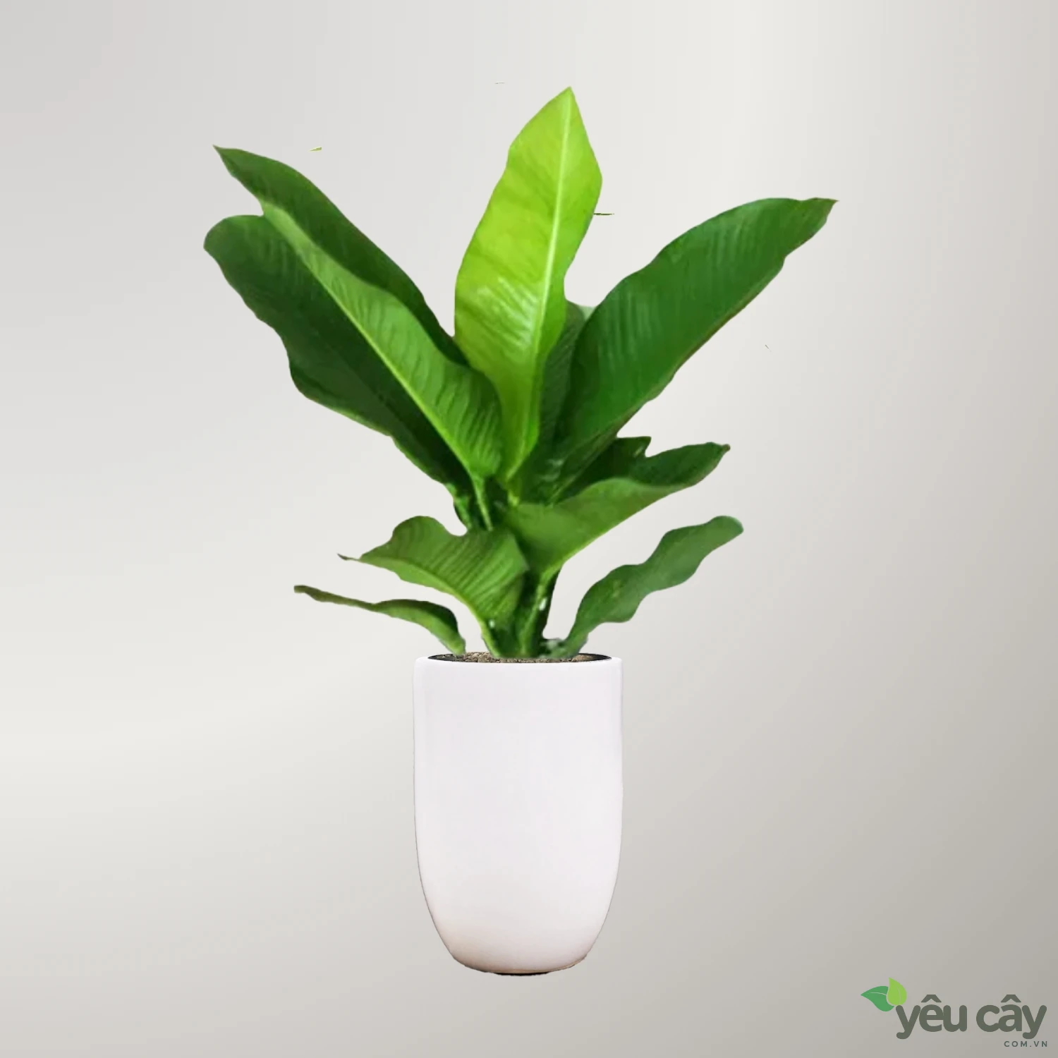 https://yeucay.com.vn/products/cay-dai-phu-gia-de-san