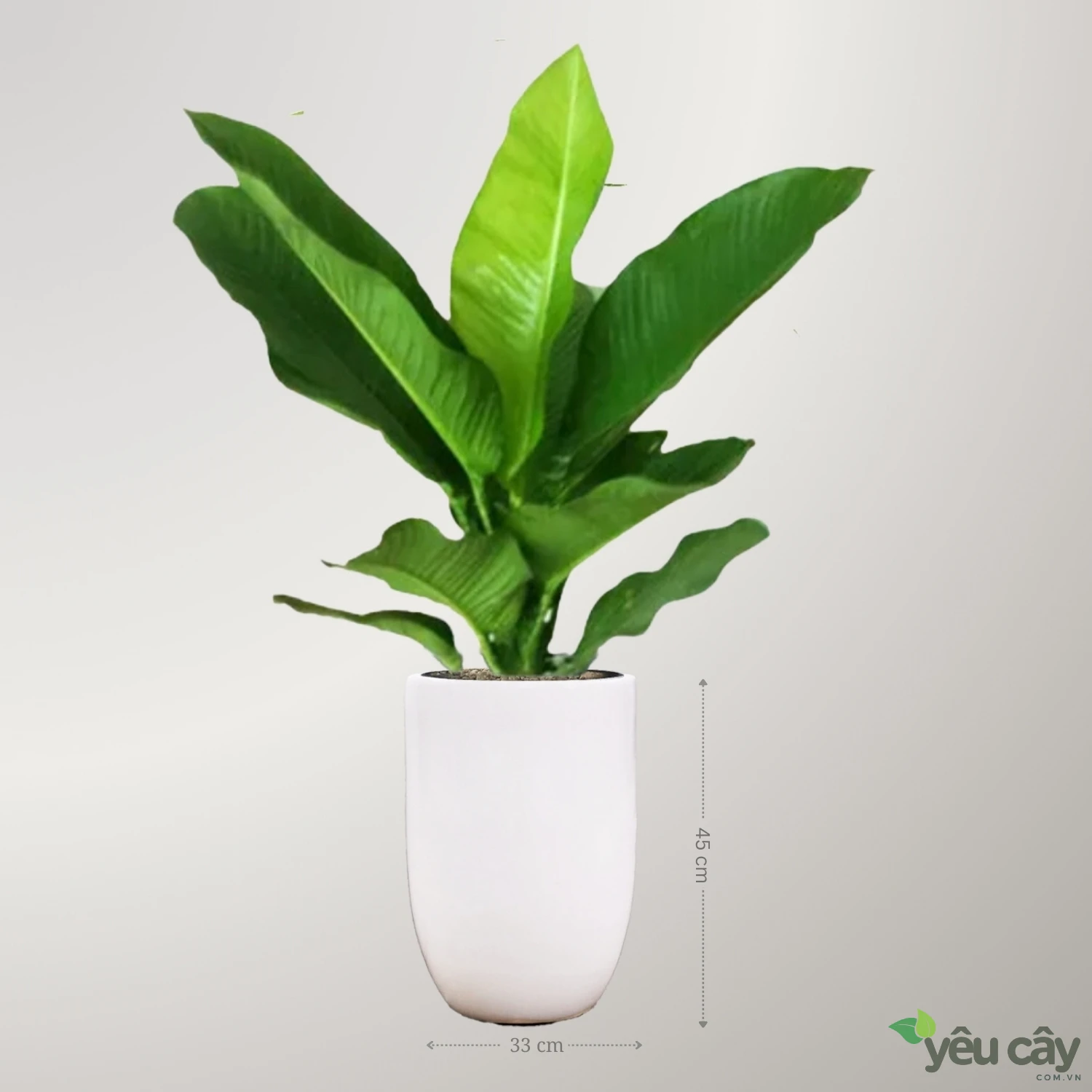 Cây Đại Phú Gia Để Sàn