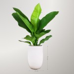 Cây Đại Phú Gia Để Sàn