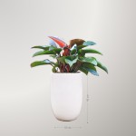 Cây Trầu Bà Đế Vương Đỏ Để Sàn