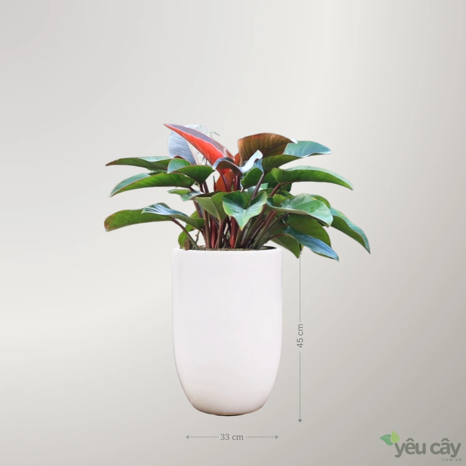 Cây Trầu Bà Đế Vương Đỏ Để Sàn