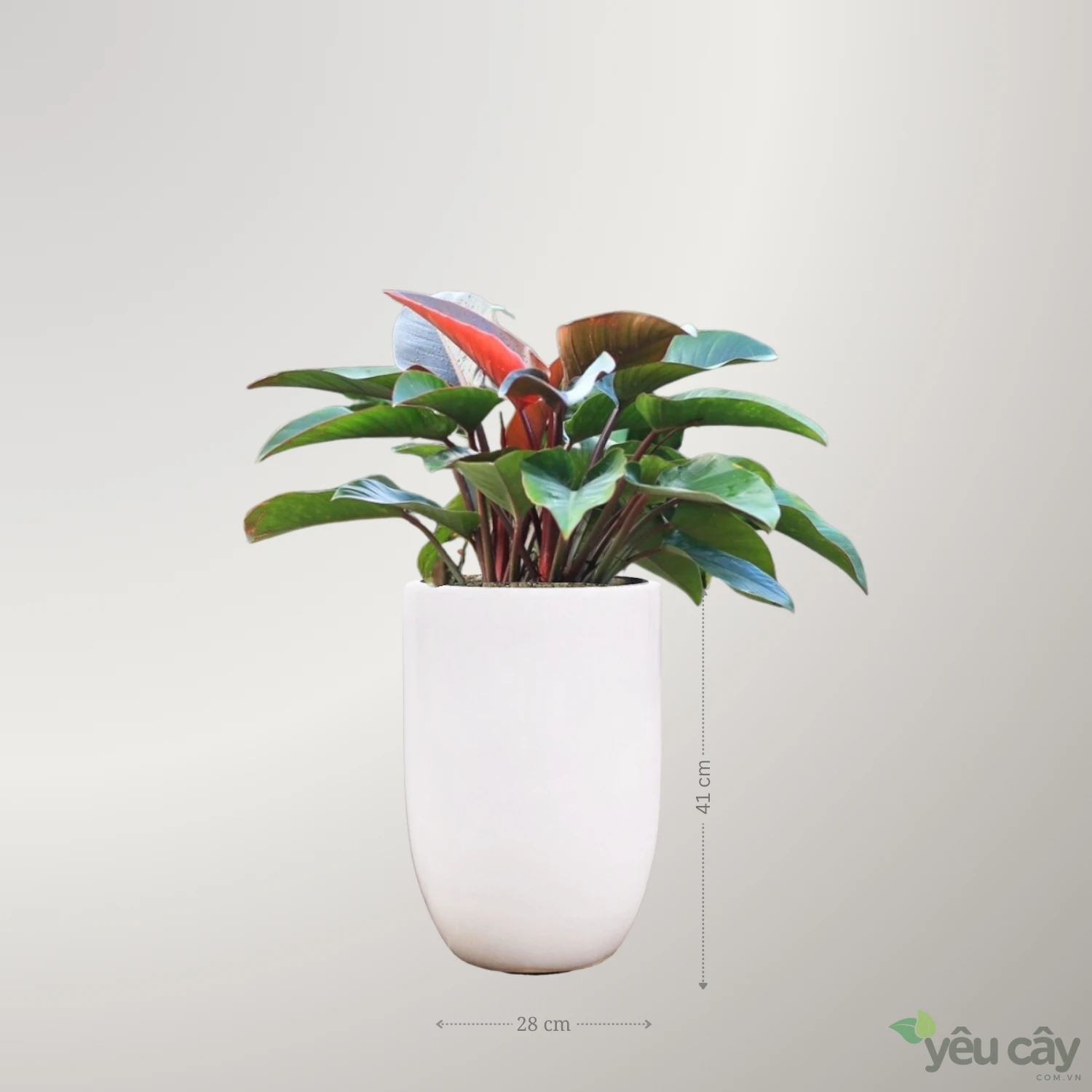 Cây Trầu Bà Đế Vương Đỏ Để Sàn