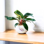 Cây Trầu Bà Đế Vương Đỏ Để Bàn