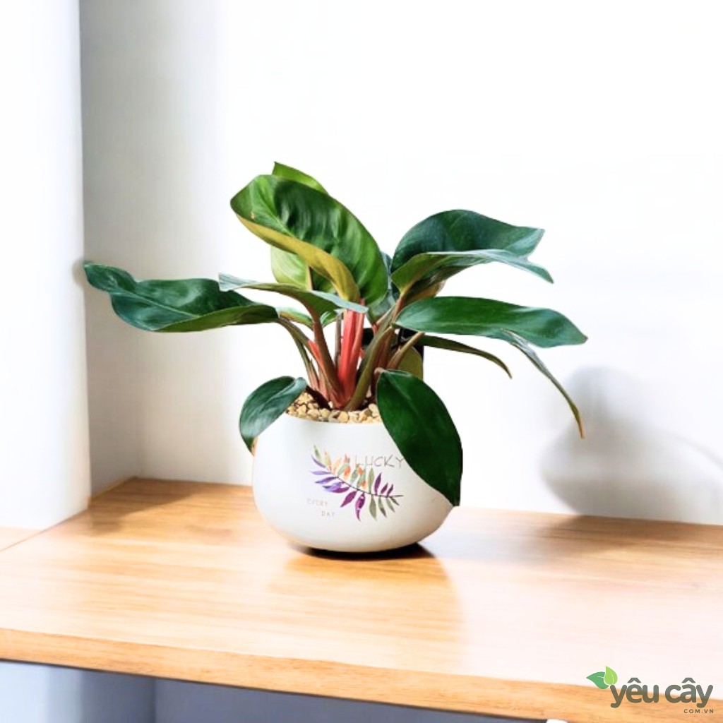 Cây Trầu Bà Đế Vương Đỏ Để Bàn