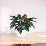 Cây Trầu Bà Đế Vương Đỏ Để Bàn