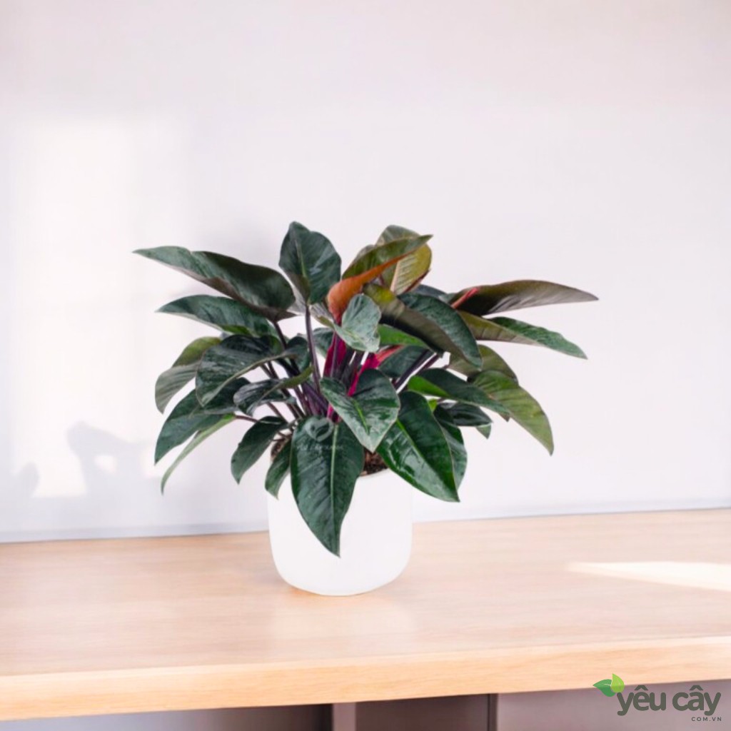 Cây Trầu Bà Đế Vương Đỏ Để Bàn