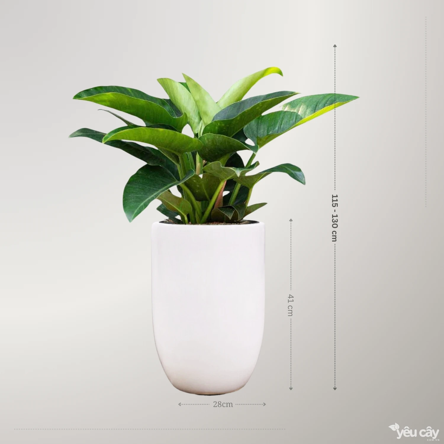 Cây Trầu Bà Đế Vương Xanh Để Sàn