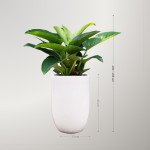 Cây Trầu Bà Đế Vương Xanh Để Sàn