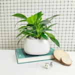 Cây Trầu Bà Đế Vương Xanh Để Bàn