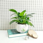 Cây Trầu Bà Đế Vương Xanh Để Bàn