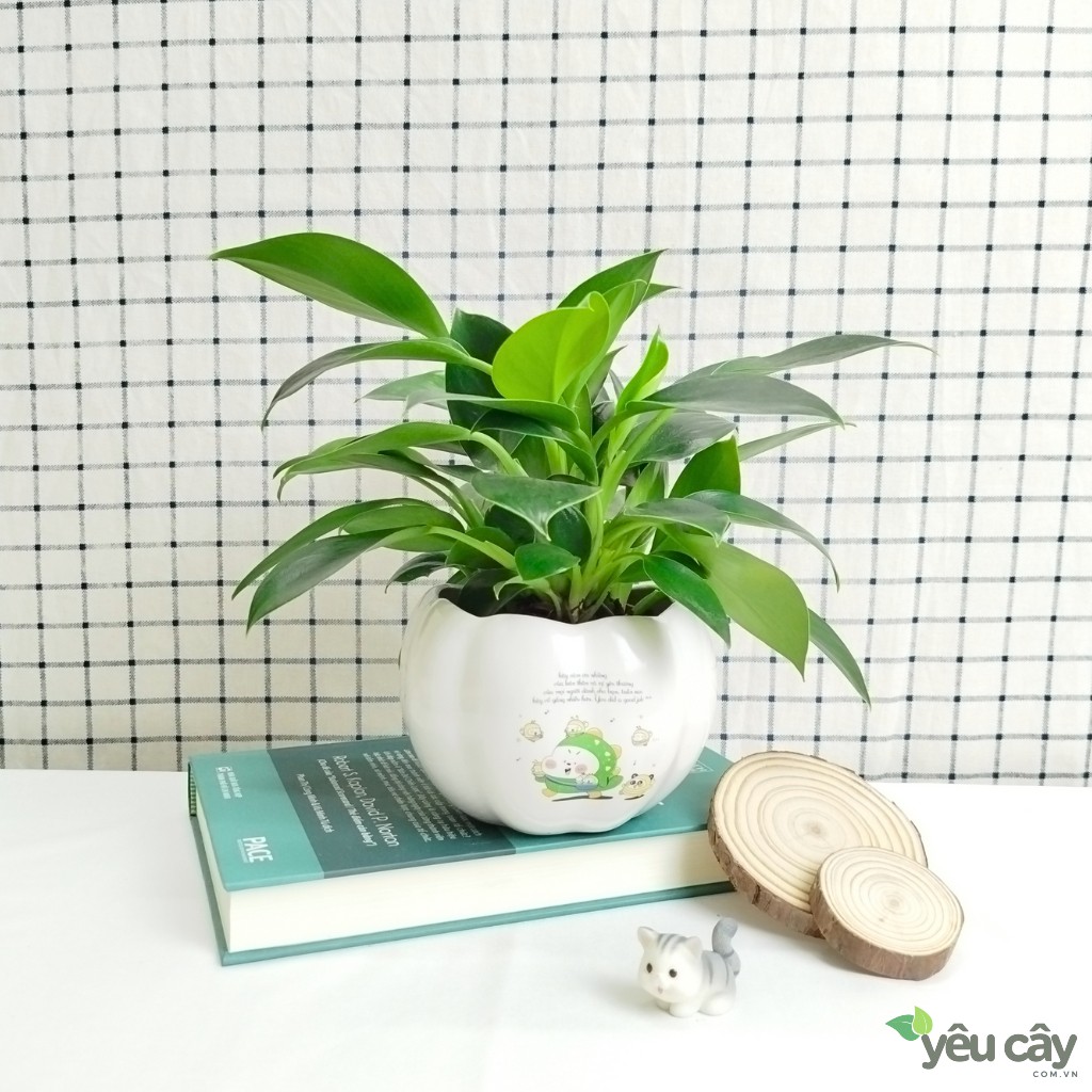 Cây Trầu Bà Đế Vương Xanh Để Bàn