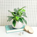 Cây Trầu Bà Đế Vương Xanh Để Bàn