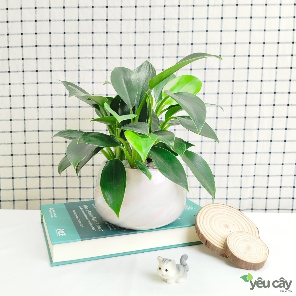 Cây Trầu Bà Đế Vương Xanh Để Bàn