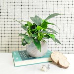 Cây Trầu Bà Đế Vương Xanh Để Bàn