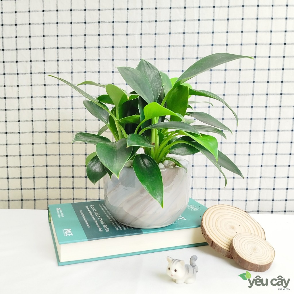 Cây Trầu Bà Đế Vương Xanh Để Bàn