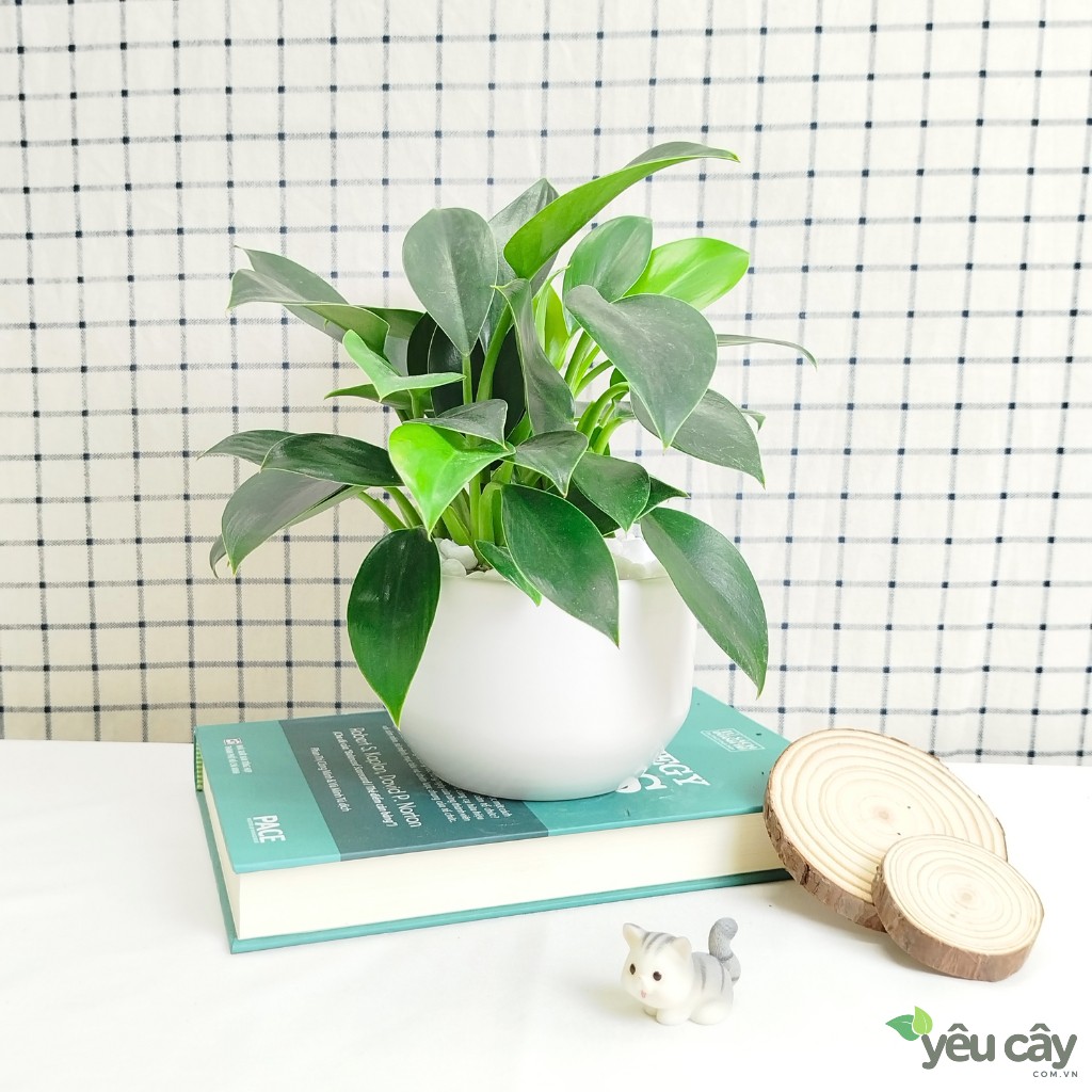 Cây Trầu Bà Đế Vương Xanh Để Bàn