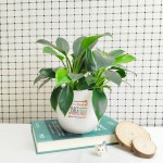 Cây Trầu Bà Đế Vương Xanh Để Bàn