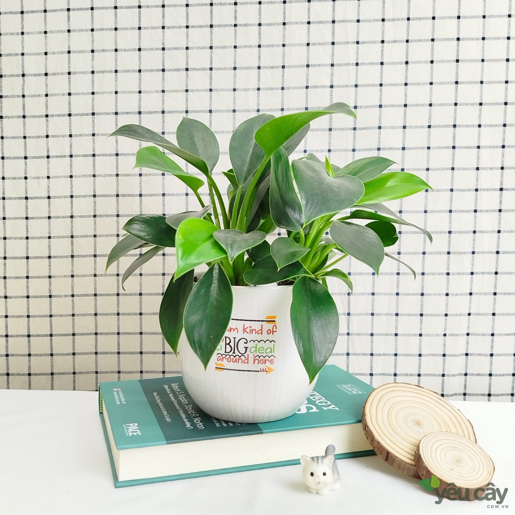 Cây Trầu Bà Đế Vương Xanh Để Bàn