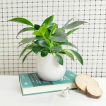 Cây Trầu Bà Đế Vương Xanh Để Bàn