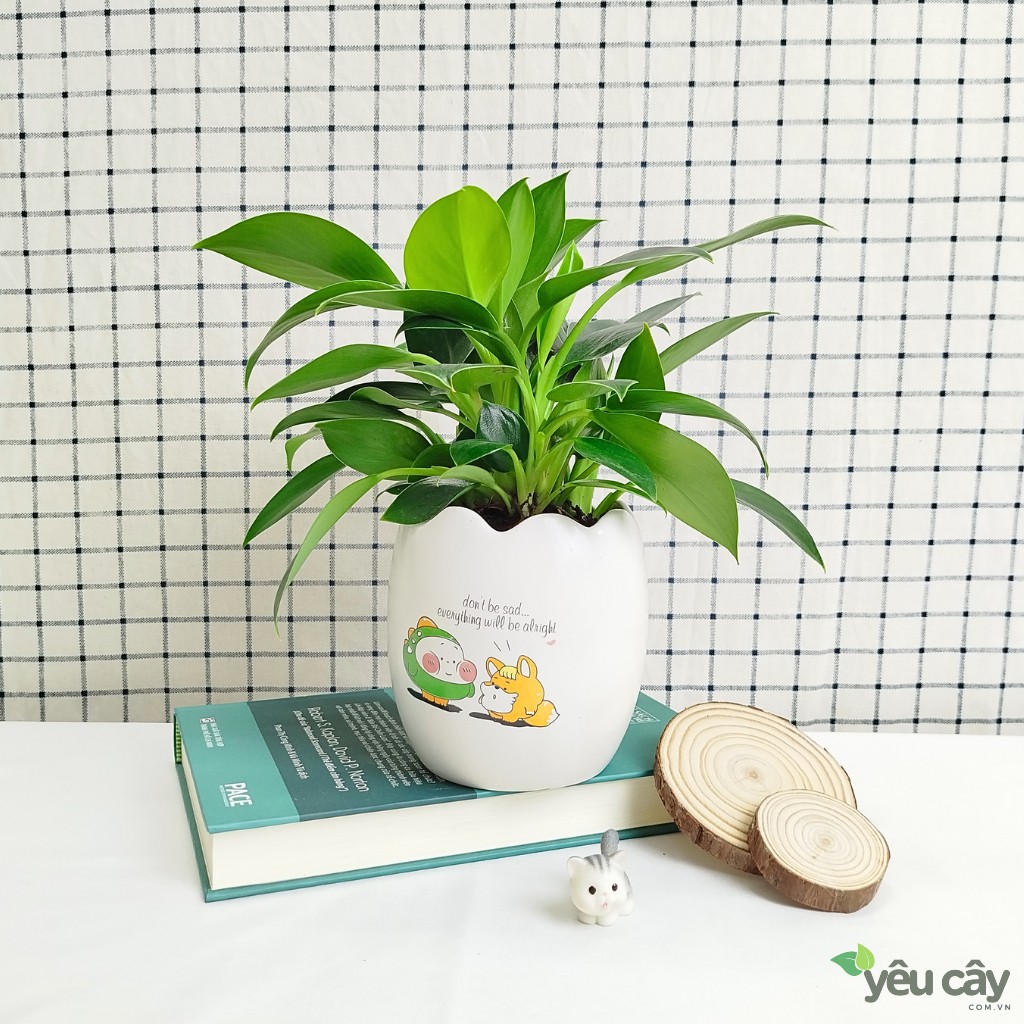 Cây Trầu Bà Đế Vương Xanh Để Bàn