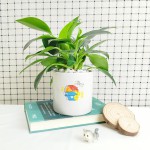 Cây Trầu Bà Đế Vương Xanh Để Bàn