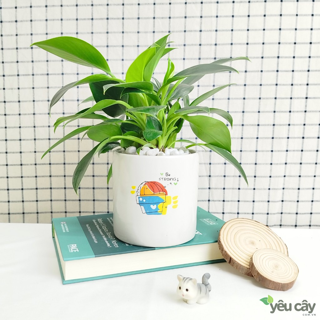 Cây Trầu Bà Đế Vương Xanh Để Bàn