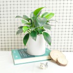 Cây Trầu Bà Đế Vương Xanh Để Bàn