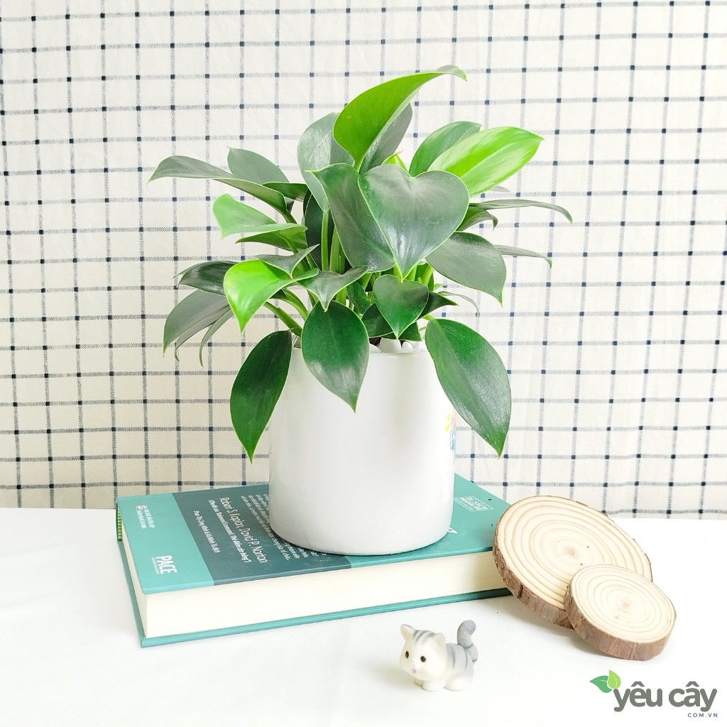 Cây Trầu Bà Đế Vương Xanh Để Bàn