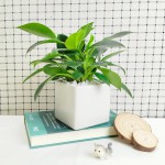 Cây Trầu Bà Đế Vương Xanh Để Bàn