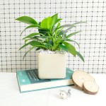 Cây Trầu Bà Đế Vương Xanh Để Bàn