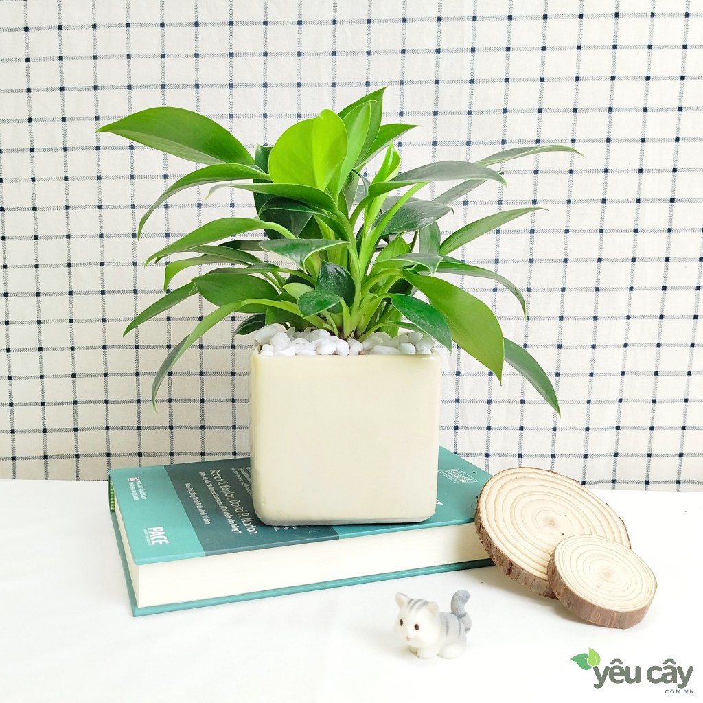 Cây Trầu Bà Đế Vương Xanh Để Bàn