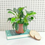 Cây Trầu Bà Đế Vương Xanh Để Bàn