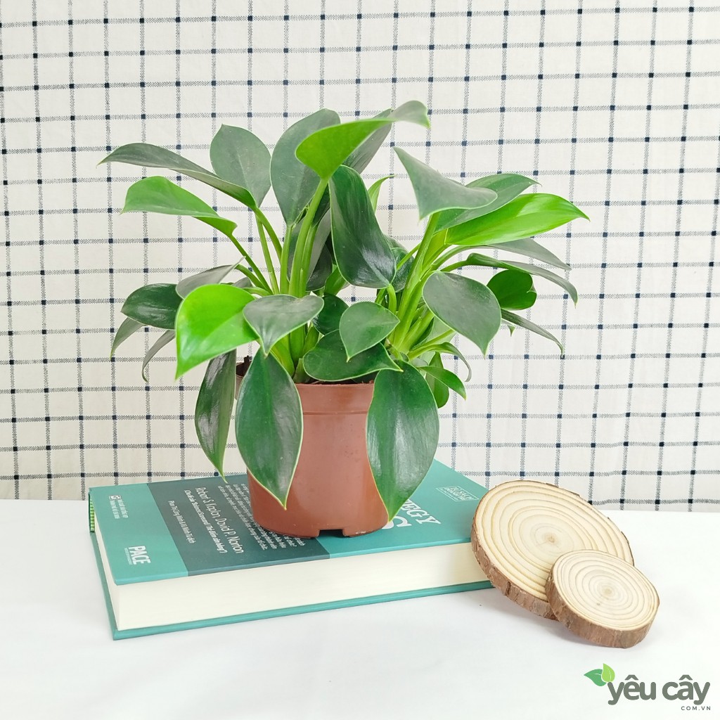 Cây Trầu Bà Đế Vương Xanh Để Bàn