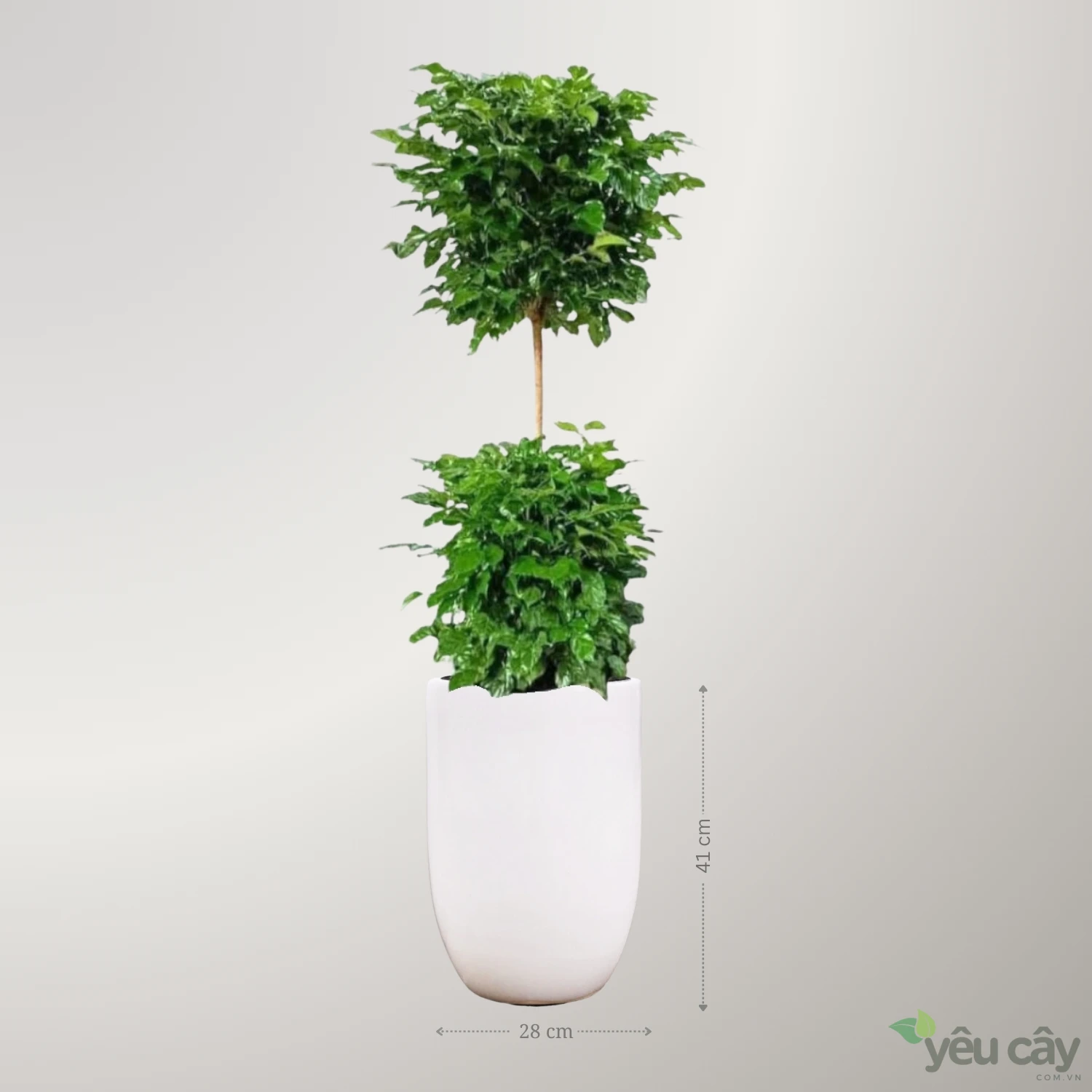 Cây Hạnh Phúc 2 Tầng