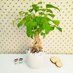 Cây Hạnh Phúc Để Bàn