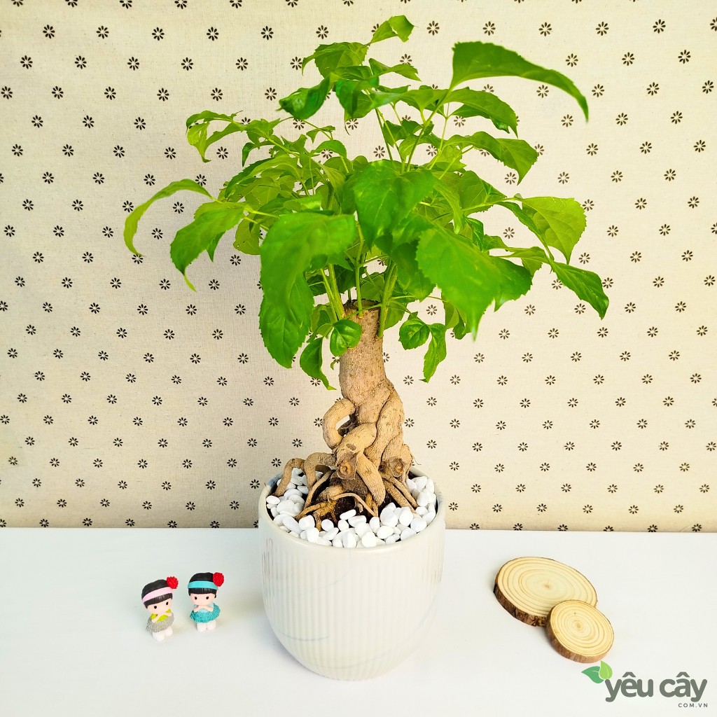 Cây Hạnh Phúc Để Bàn