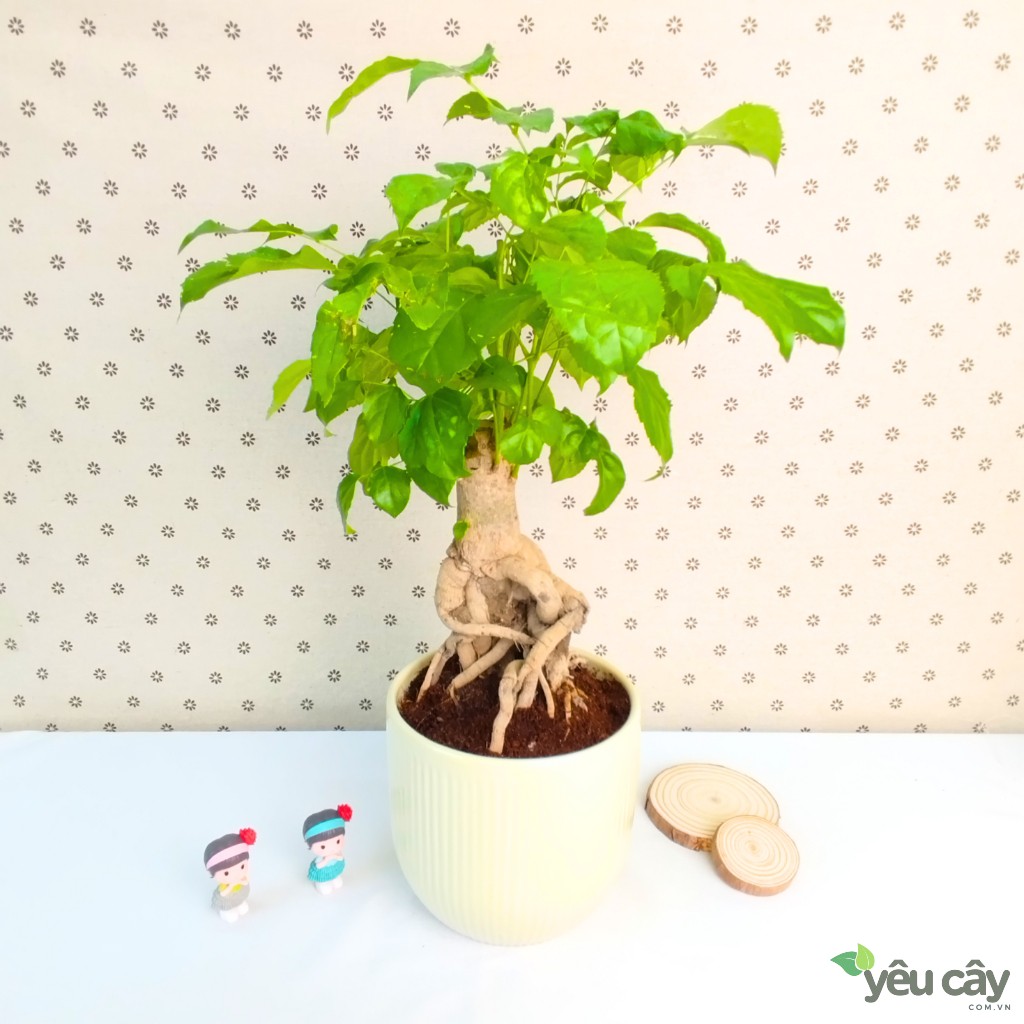 Cây Hạnh Phúc Để Bàn