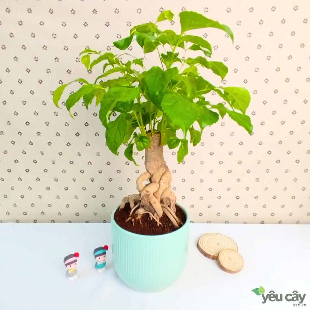 Cây Hạnh Phúc Để Bàn