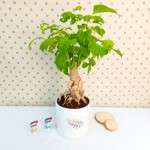 Cây Hạnh Phúc Để Bàn