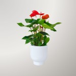 Cây Hồng Môn Đỏ Để Bàn