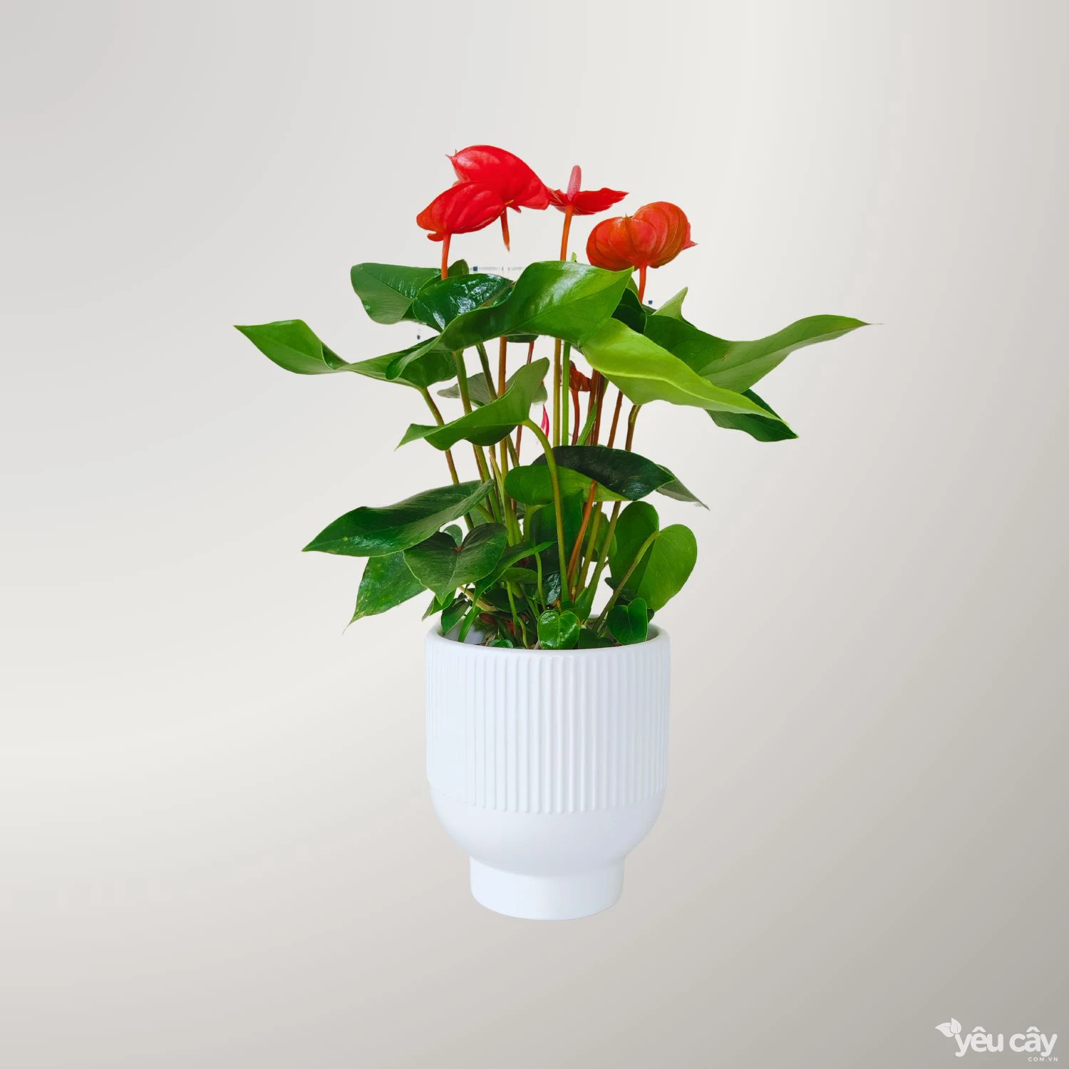 Cây Hồng Môn Đỏ Để Bàn