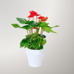 Cây Hồng Môn Đỏ Để Bàn