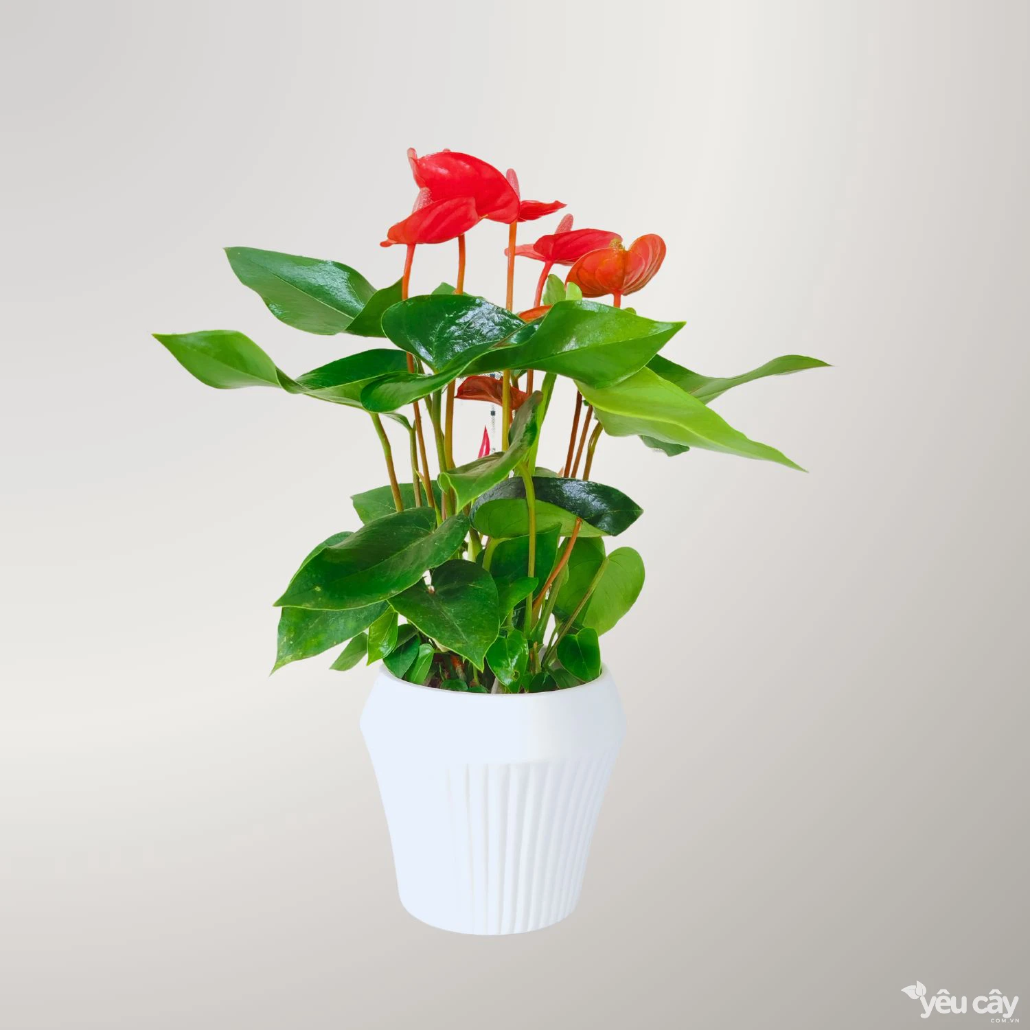 Cây Hồng Môn Đỏ Để Bàn