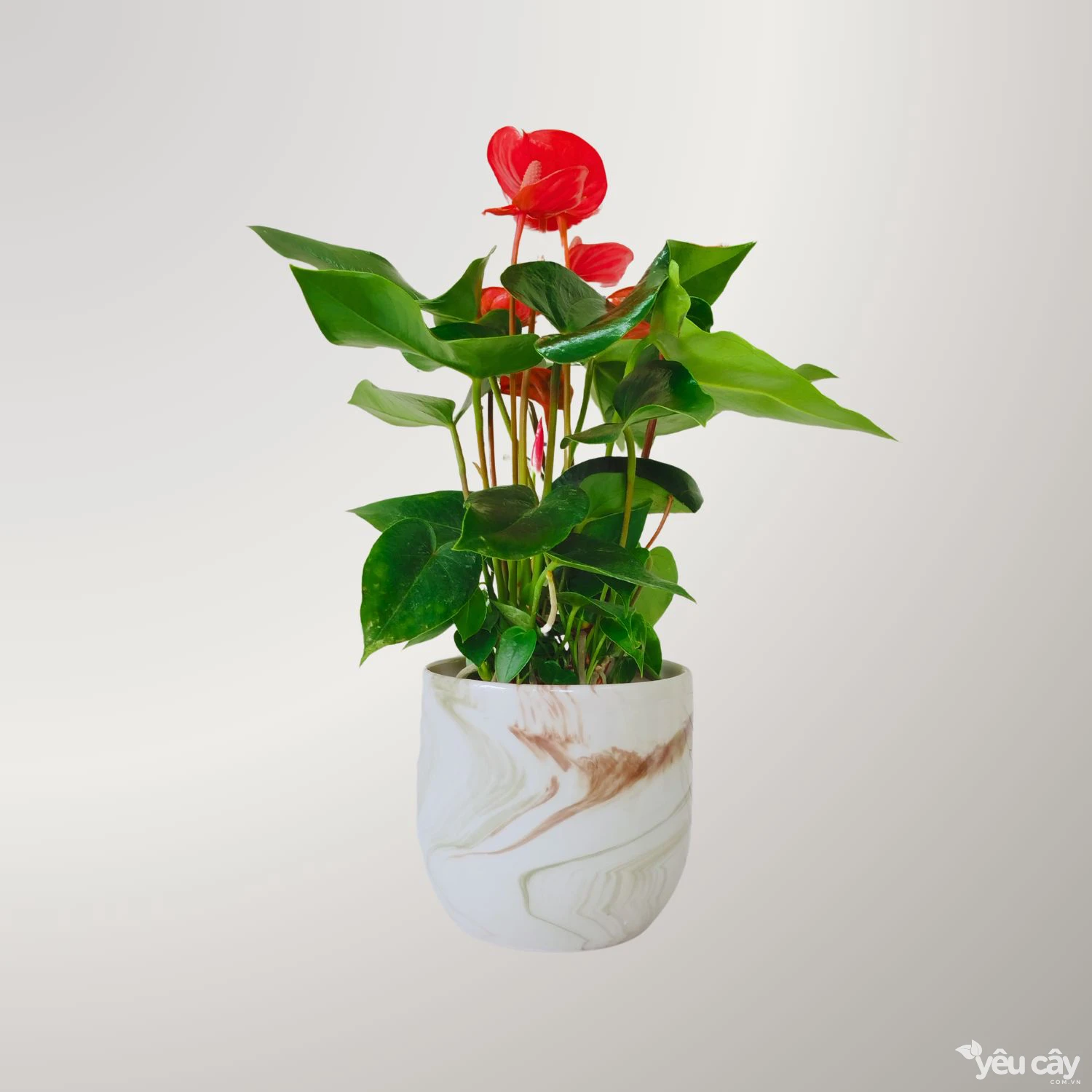 Cây Hồng Môn Đỏ Để Bàn