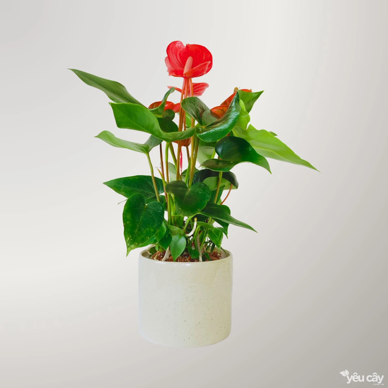 Cây Hồng Môn Đỏ Để Bàn