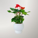 Cây Hồng Môn Đỏ Thủy Sinh